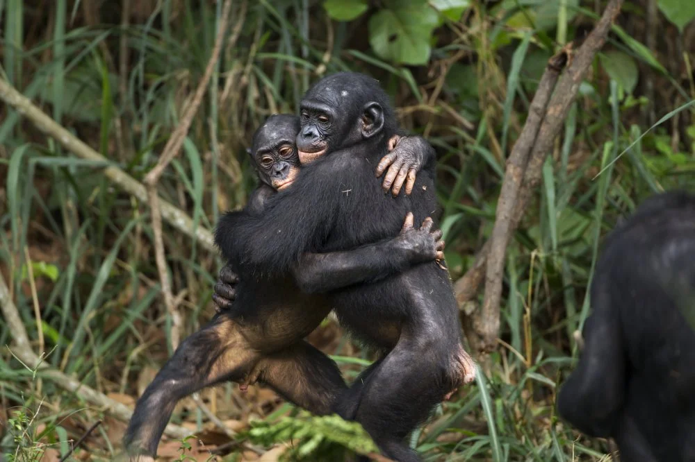 Bonobo juveniles hugging each other. Lola Ya Bonobo Sanctuary, Democratic Republic of Congo. Oct 2010/Getty Images