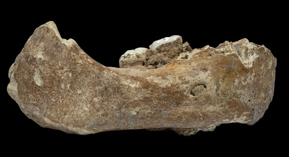 Кусок челюсти с двумя молярами из пещеры Байшья/Wikimedia Commons