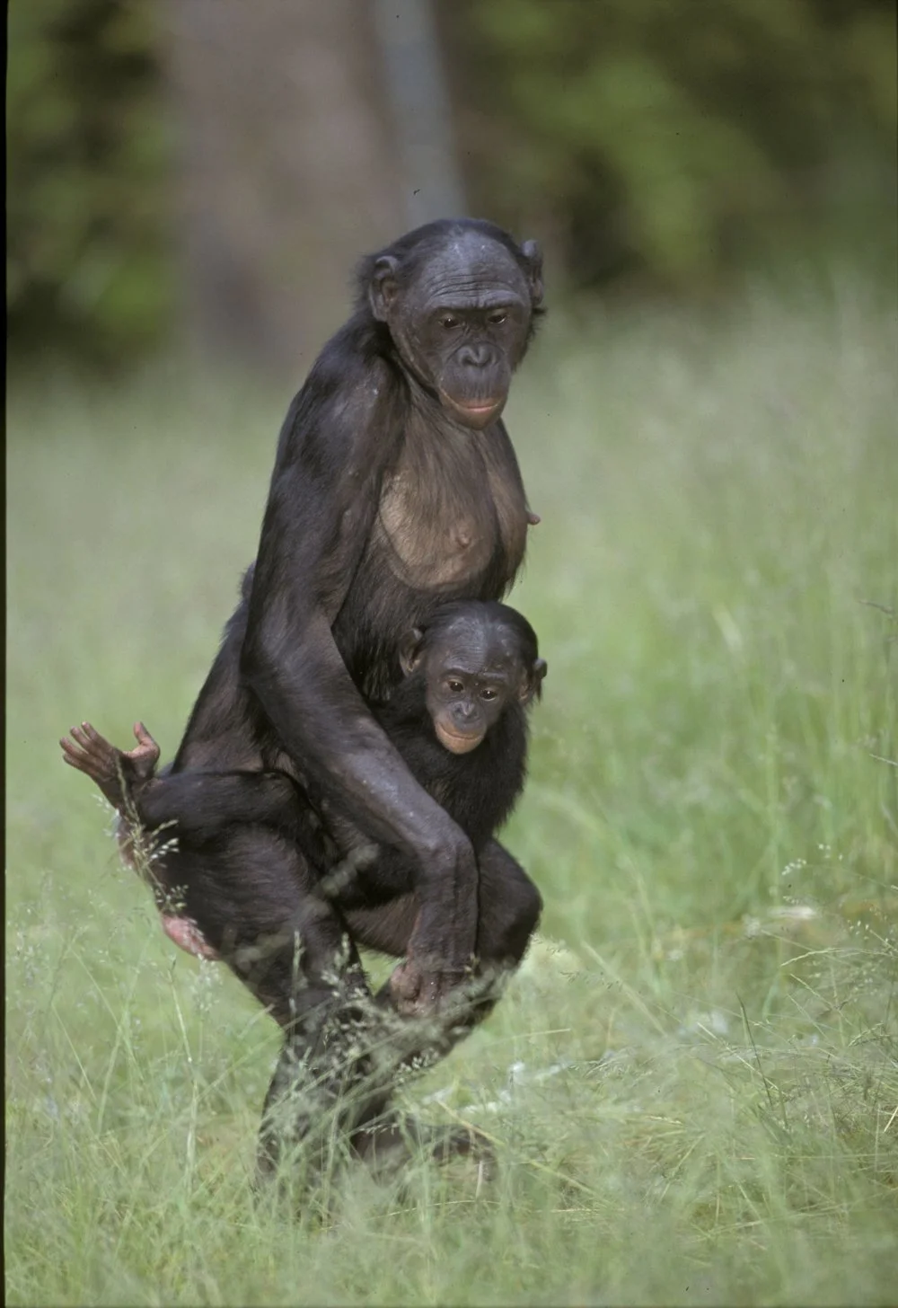 Bonobo chimpanzee (Pan paniscus) carrying her young in a bipedal position. Zaire, Congo/Getty Images