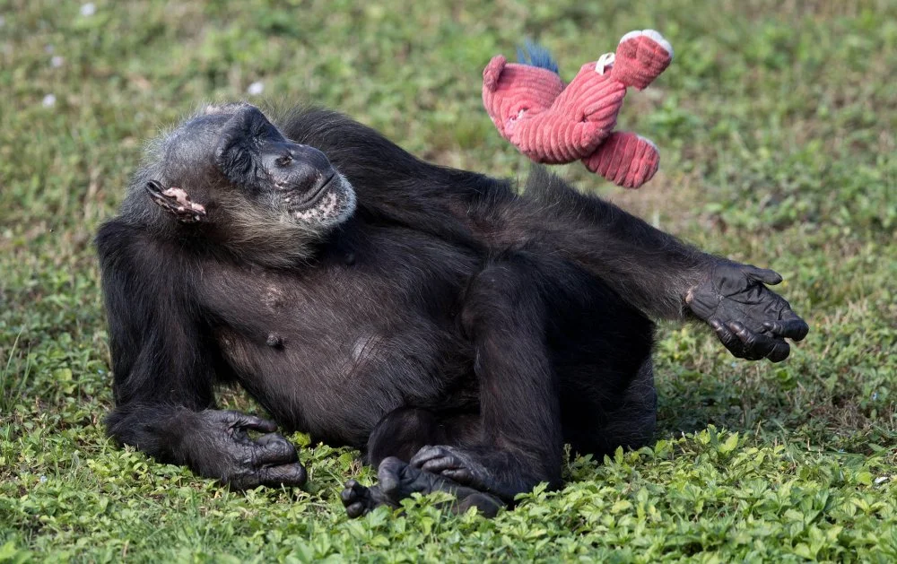 Little Mama, the oldest known chimpanzee (1937 (?) — 2017),, ( Dr. Jane Goodall estimates her age to be around 78-years-old) playing with a toy. Lion Country Safari in Loxahatchee, Florida, December 22, 2016/Allen Eyestone/The Palm Beach Post/ZUMA Wire/Alamy Live News