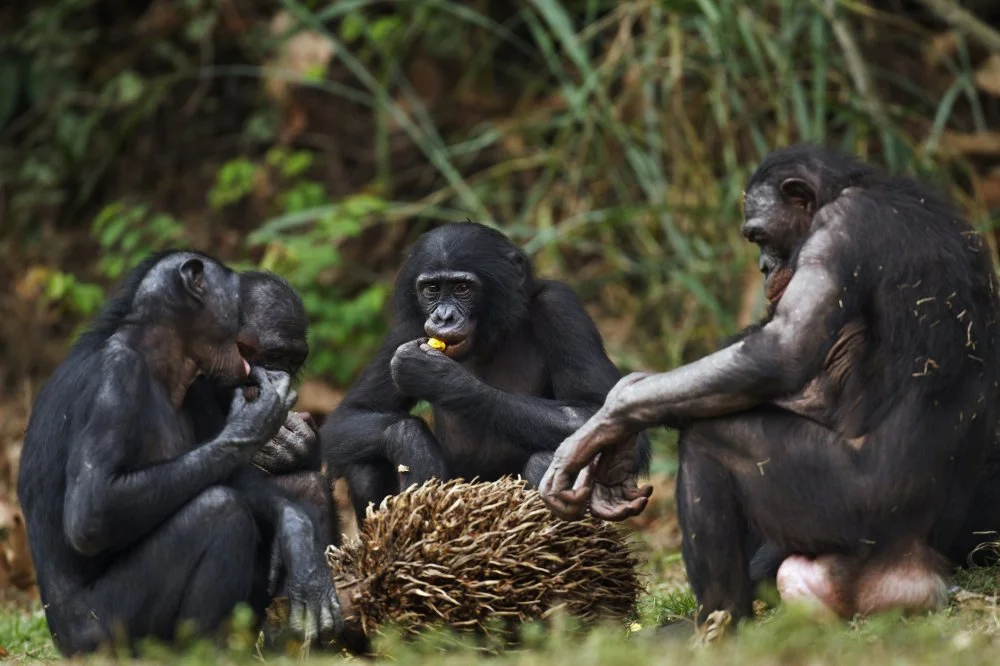 Bonobos feeding on palm nuts. Lola Ya Bonobo Santuary, Democratic Republic of Congo. Oct 2010/Getty Images 