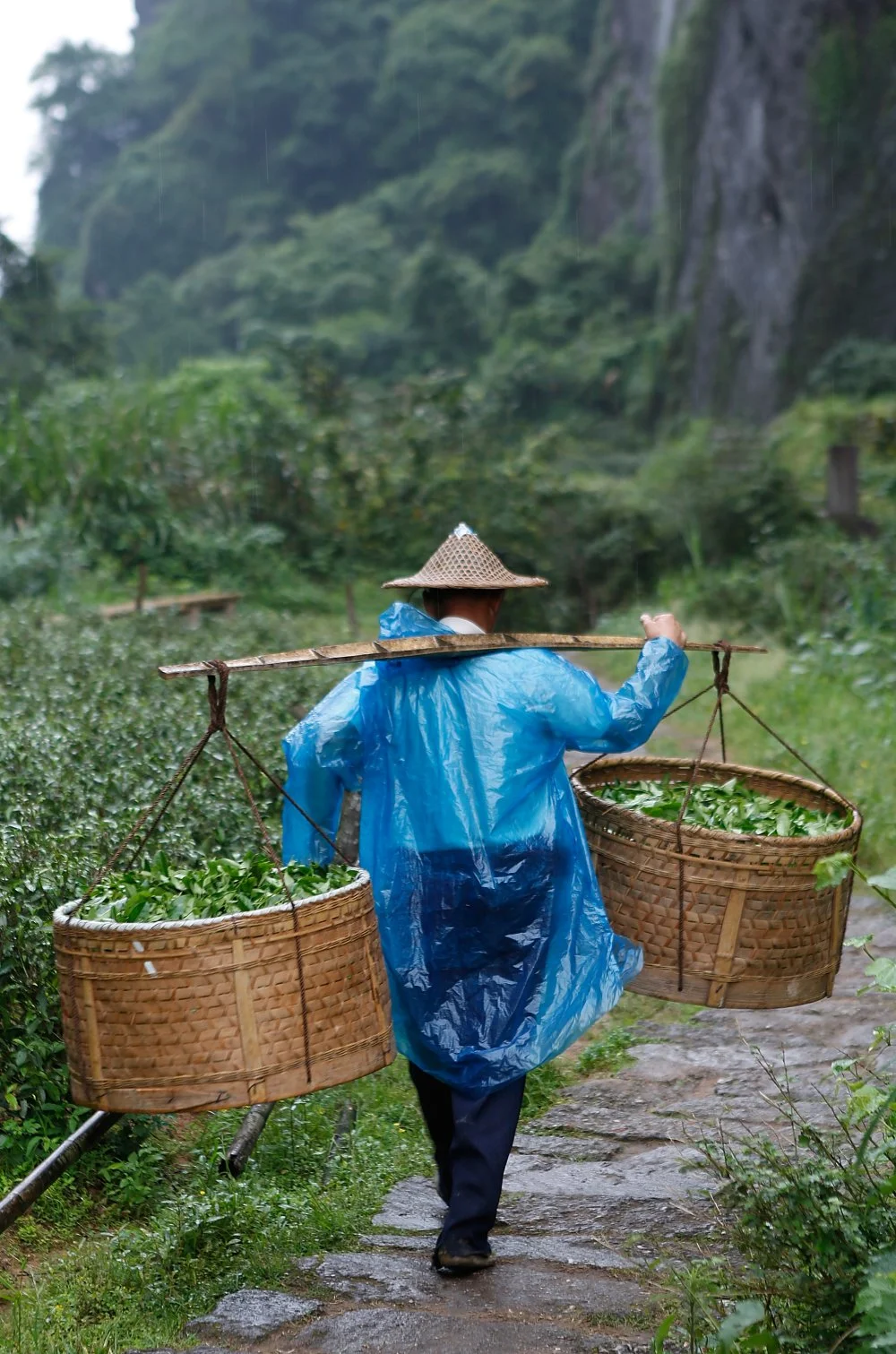 A tea farmer carries tea leaves just picked by hand on May 12, 2012 in Wuyishan, Fujian province, southeastern China/Kevin Zen/Getty Images