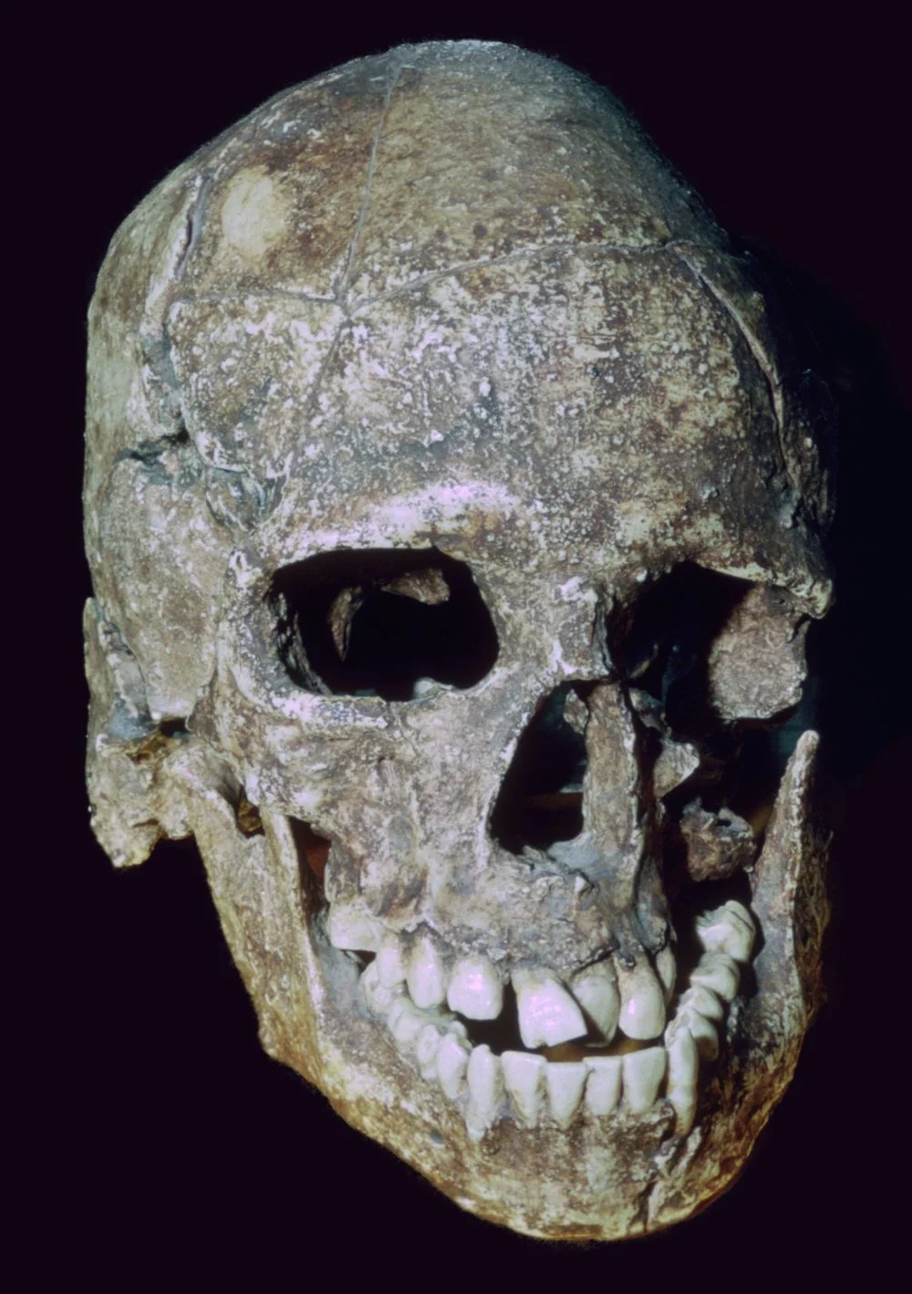 Paleolithic Skull of 'Grimaldi man' (replica). Discovered in Baoussé Rossé one the Cote de Azure/Photo by CM Dixon/Print Collector/Getty Images