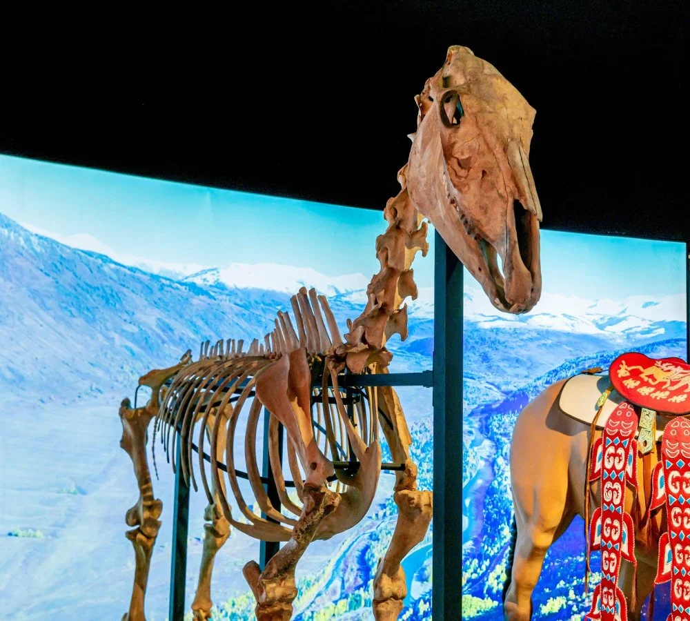 The Botai culture horse remains, reconstruction, 4-3 millenium B.C. North Kazakhstan, Botai culture. Cultural centre of Turkistan, Kazakhstan/Alamy