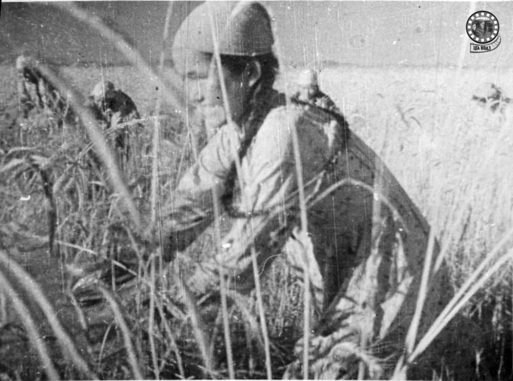 Сбор урожая. Из альбома «Кызыл-Ординская область в фотографиях». 1940 год / ЦГА КФДЗ РК