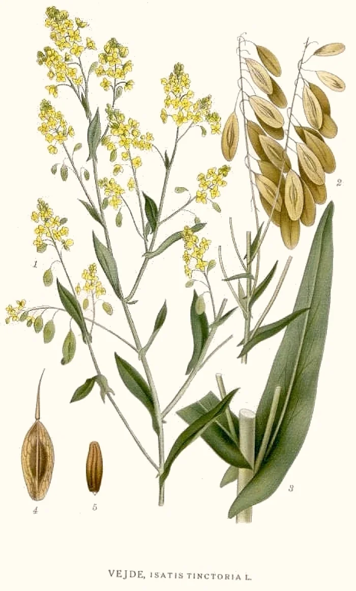 Isatis tinctoria L. "гүлденген Солтүстік флора" Стокгольм Карл Аксель Магнус Линдман (1856-1928)/Wikimedia Commons