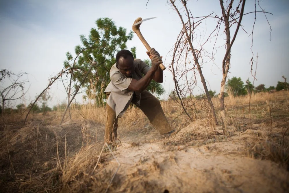 A man harvest Yams on his farm in Nandom/Alamy 