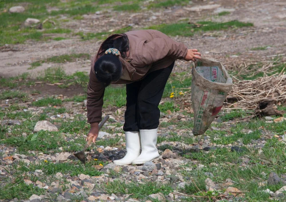 Женщина собирает траву в поле, чтобы что-то приготовить/Alamy