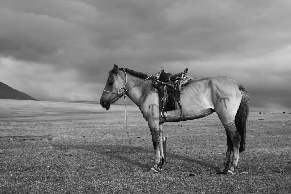 Nomad's Horse In Tsambagarav Uul National Park/Lucy Calder/Alamy