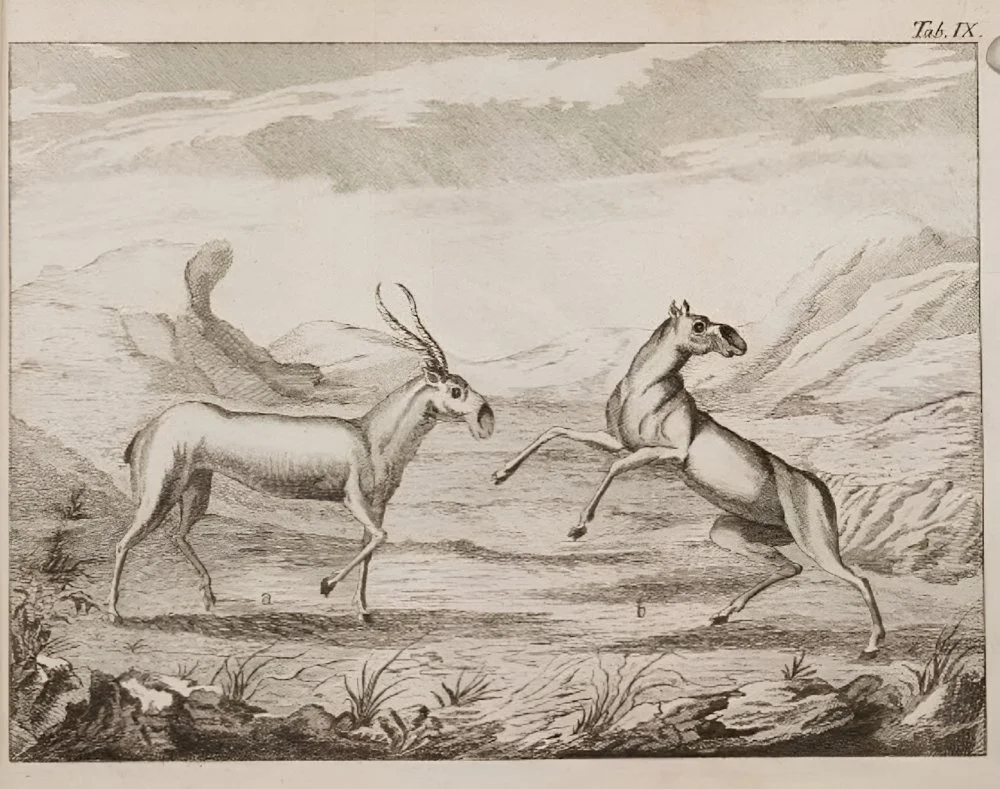 John Castle. Wild goats (probably saiga). «Diary of a Journey in 1736 from Orenburg to Abulkhair, Khan of the Kirghiz-Kaisak Horde» 
