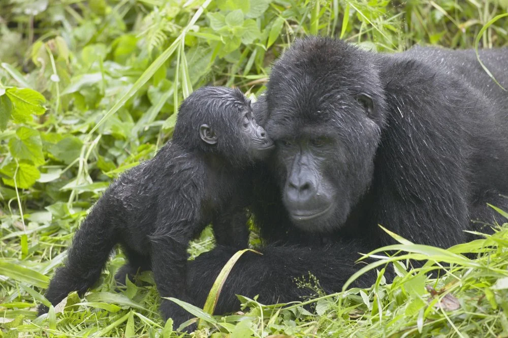 Infant Mountain Gorilla kissing Silverback male. Bwindi Impenetrable National Park, Uganda, Africa/Getty Images