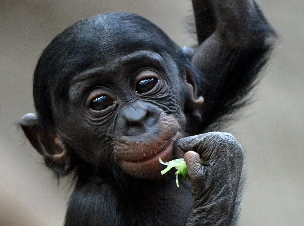 Bonobo baby Kasai climbs in the Zoo Leipzig, Germany, 27 November 2013. The baby born in January grows up quickly and attracts many visitors/ZB/Hendrik Schmidt/picture alliance via Getty Images