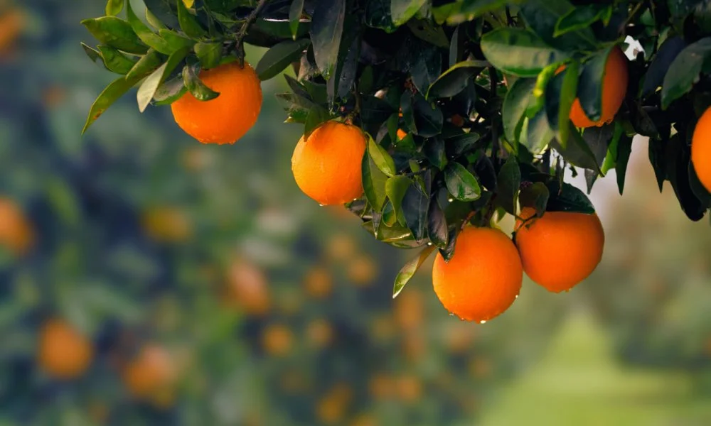 Orange Tree/Shutterstock