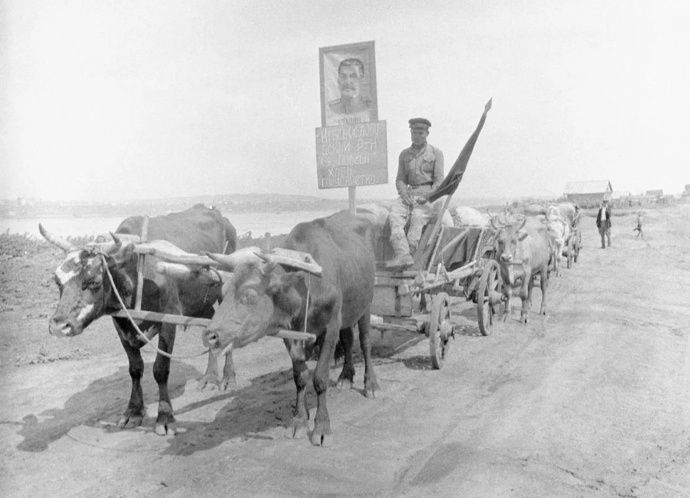 Мужчина на повозке с быком/Getty Images 