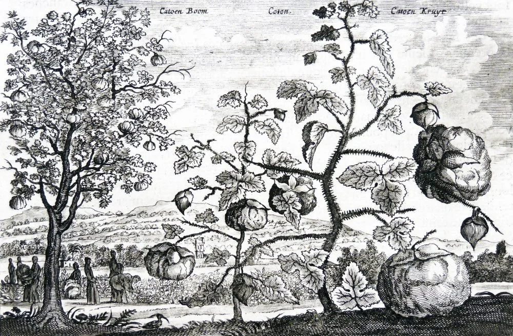 Гравюра Иоганна Нихоффа. Выращивание хлопка в Китае. 1666 год/Getty Images