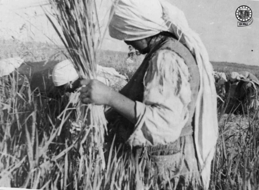 Сбор урожая. Из альбома «Кызыл-Ординская область в фотографиях». 1940 год / ЦГА КФДЗ РК