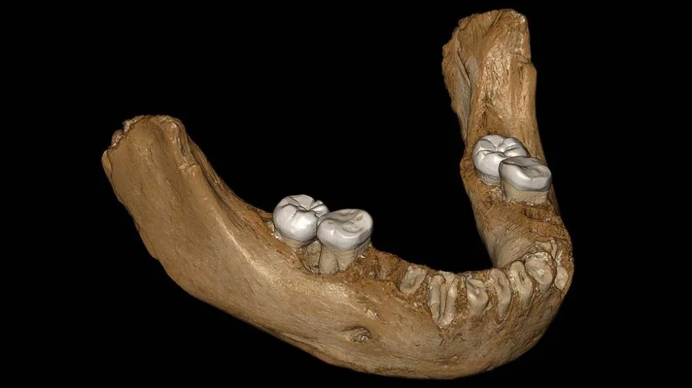 3D реконструкция челюсти из пещеры Байшья/Jean-Jacques Hublin, MPI-EVA 
