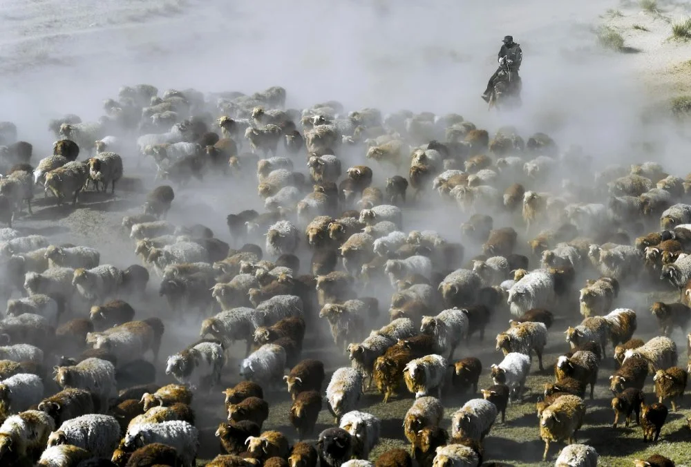 Жазғы жайылымға мал айдап бара жатқан қазақ шопаны. Алтай аймағы, Шыңжаң-Ұйғыр автономиялық ауданы, Қытай Халық Республикасы, 2020 жылғы 1 маусым / Getty Images