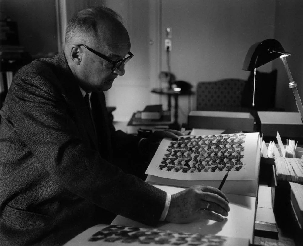  Russian-born writer Vladimir Nabokov (1899 - 1977) studies a butterfly chart in a book while sitting at a desk indoors, Switzerland/Horst Tappe/Hulton Archive/Getty Images